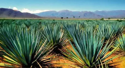 Sotol: The Next Popular Drink from Mexico