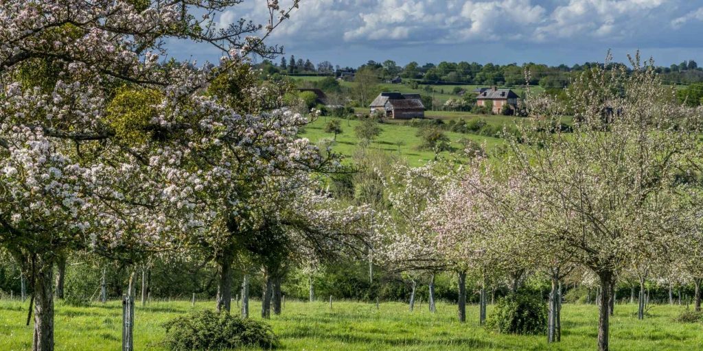 A scenic landscape of an apple orchard in full bloom, with rolling green hills and a traditional French farmhouse in the background. Image by Nicolas Dieppedalle.