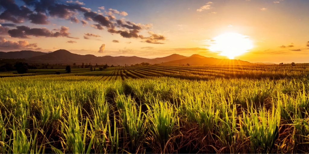 A vast sugar cane field at sunset in Jamaica 