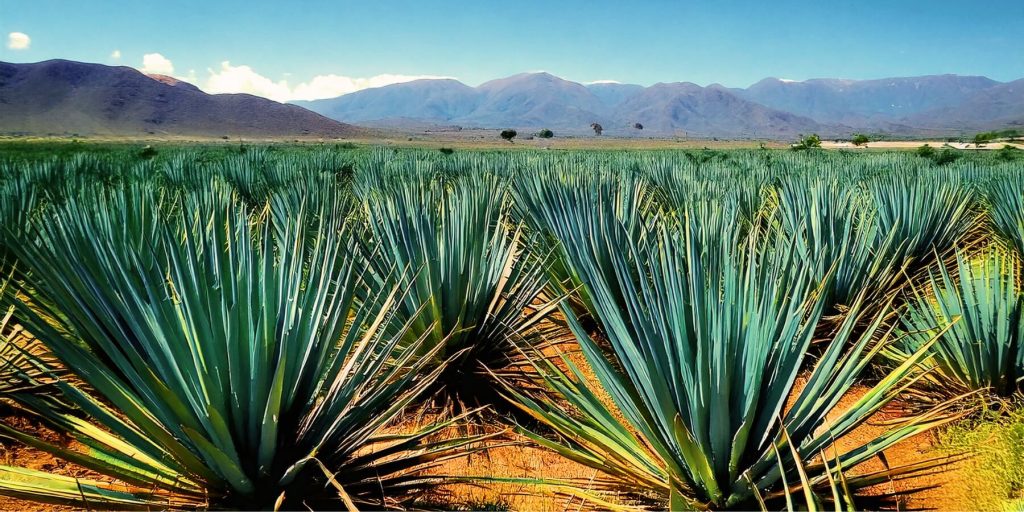 A vast field of green sotol plants with spiky leaves stretching toward a distant mountain range under a bright blue sky, symbolizing the cultivation stage of sotol production.