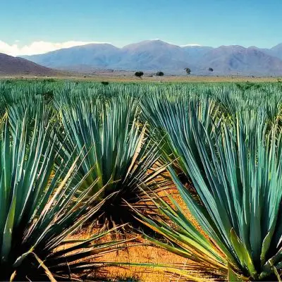 A vast field of green sotol plants with spiky leaves stretching toward a distant mountain range under a bright blue sky, symbolizing the cultivation stage of sotol production.