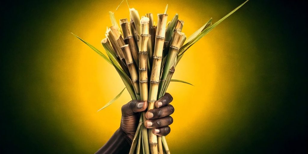 An African hand holding a bunch of sugarcane, yellow and green background